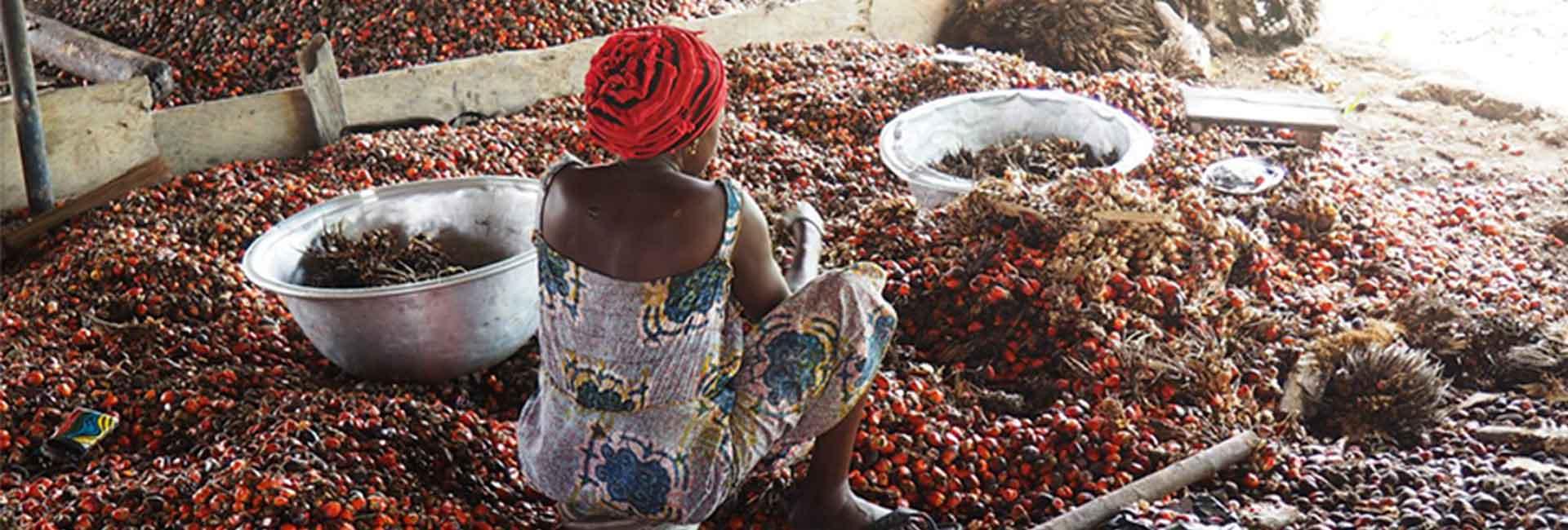 Why democracy hasn’t resolved policy failures in Ghana’s oil palm sector